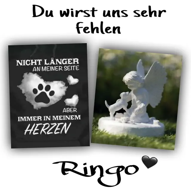Image from Ringo