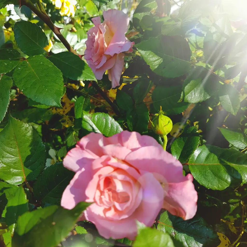 Condolence image of Deine Hundemama, Dein Hundepapa und Dein geliebter Benji und Deine Rosalie