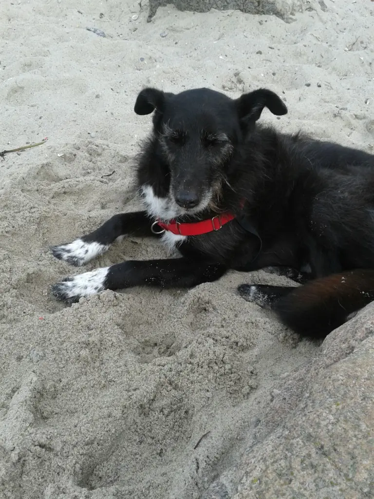 Condolence image of Anja