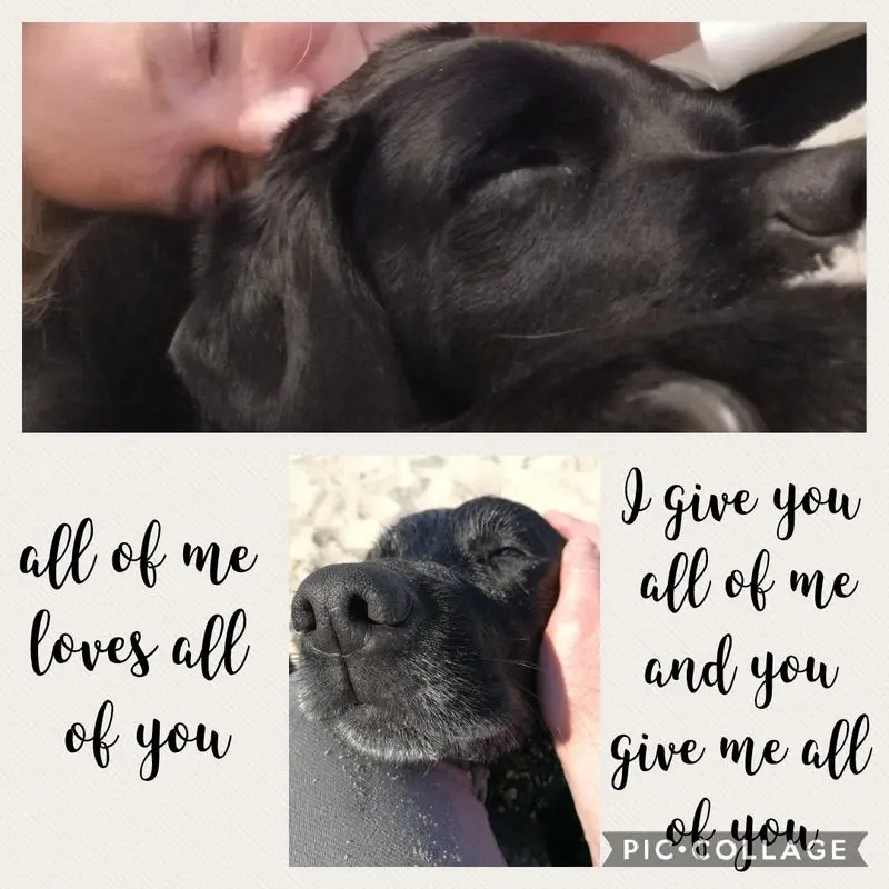 Condolence image of Dein Frauchen 