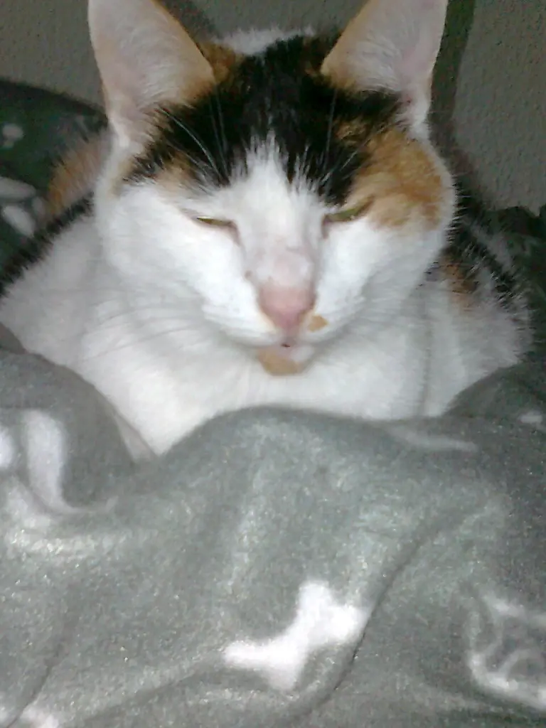 Condolence image of Alexandra und Missy