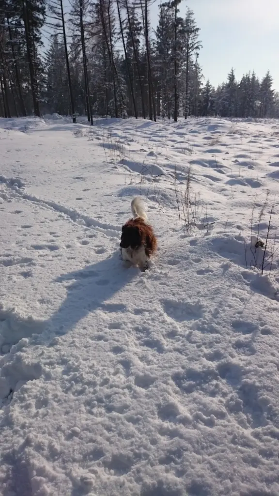 Image from Birko