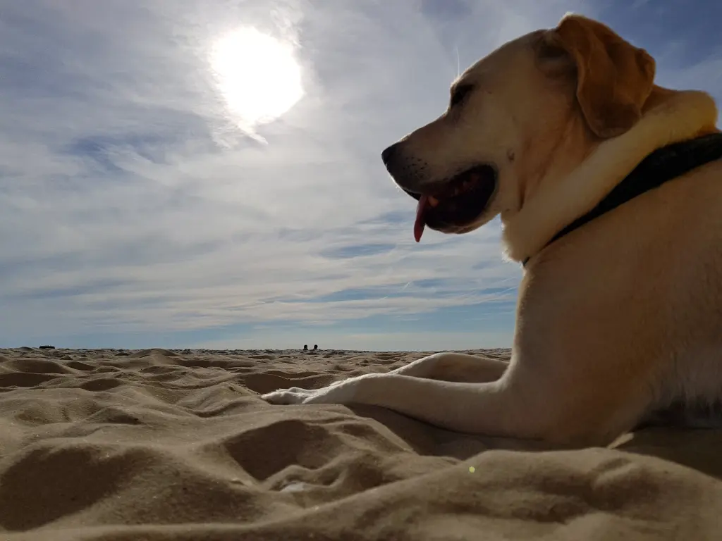 Andachtsbild von Andrea