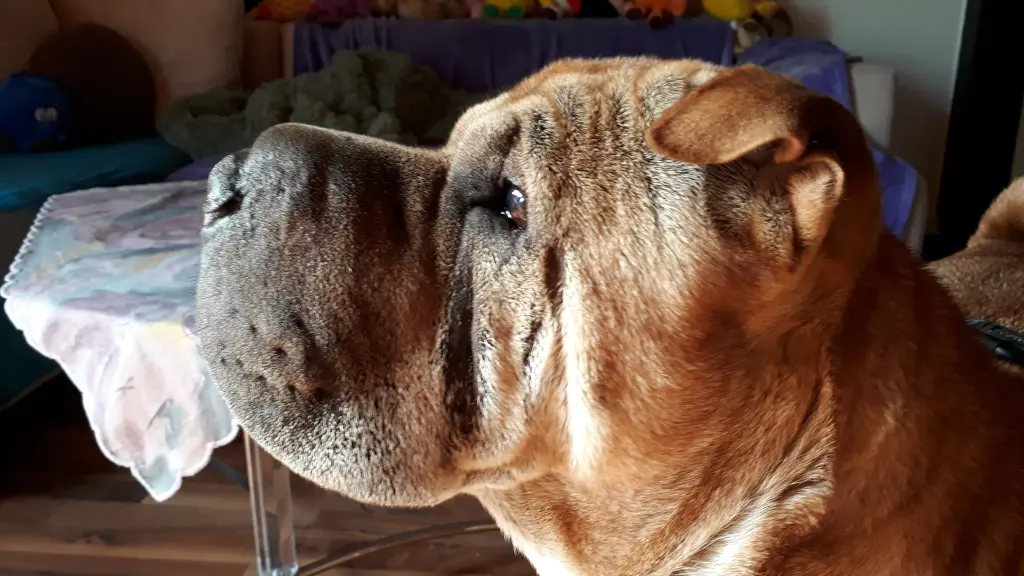 Andachtsbild von Alexandra mit Buddy ❤