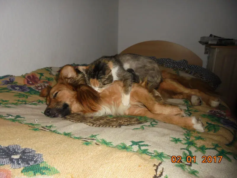 Andachtsbild von Unbekannt