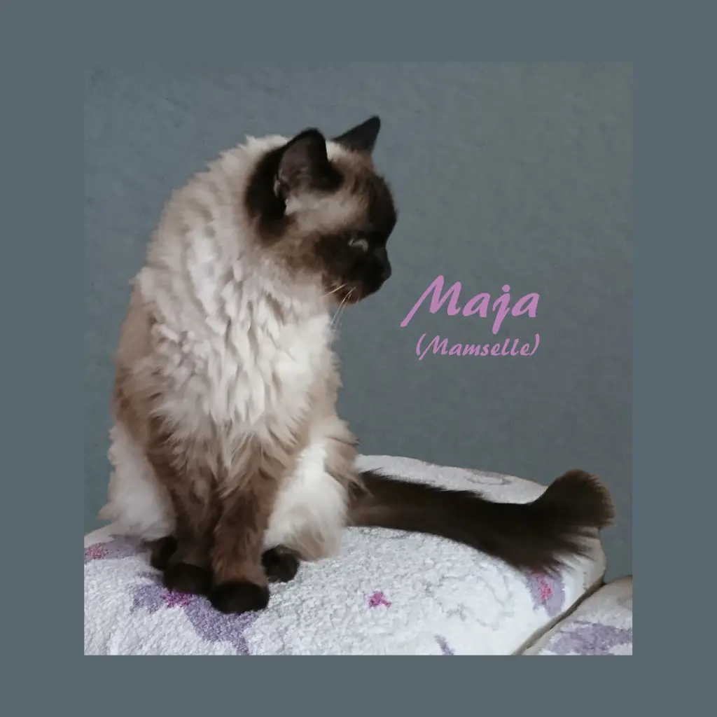 Image from Maja (Mamselle)