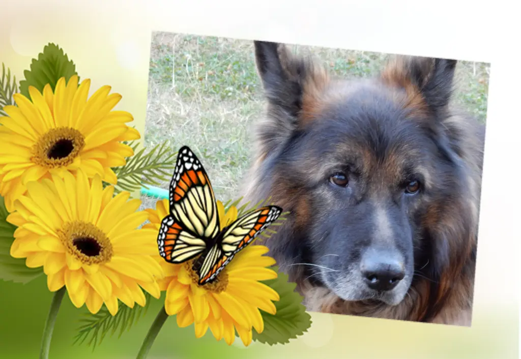 Condolence image of Birgit und Uwe 