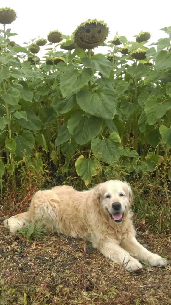 Image from Cookie