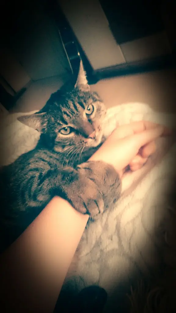 Condolence image of Christina mit Tiger im ❤️