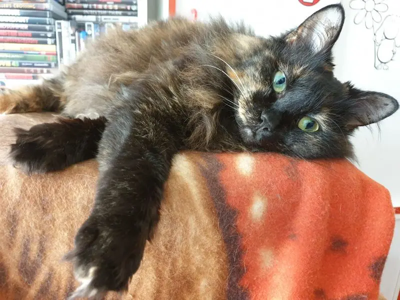 Condolence image of svenja