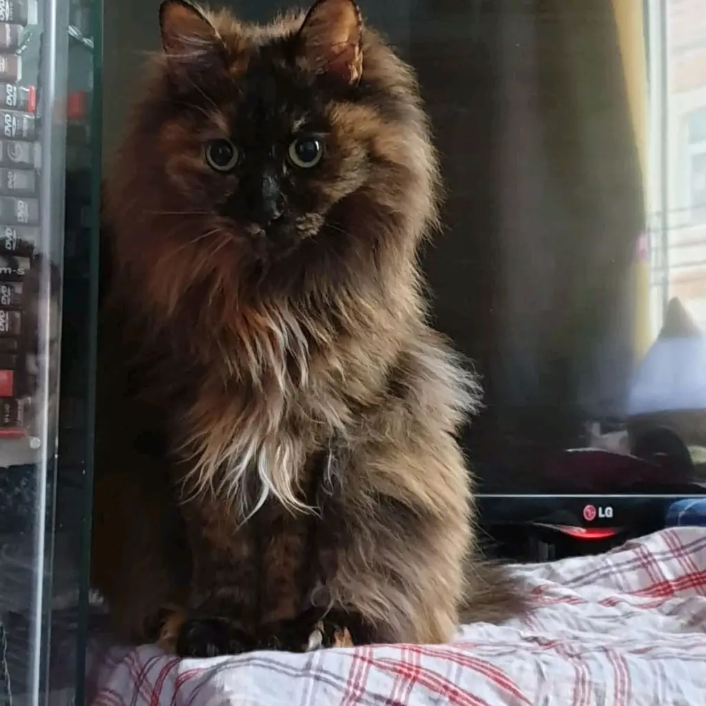 Condolence image of Svenja