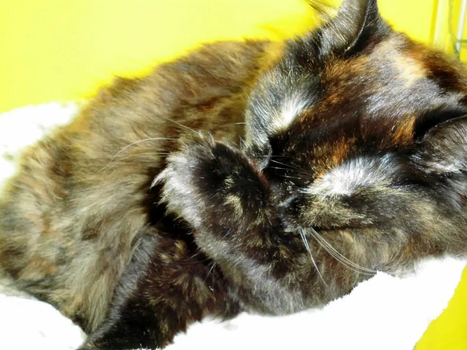 Image from Madame Lily aus Liliput von Keks