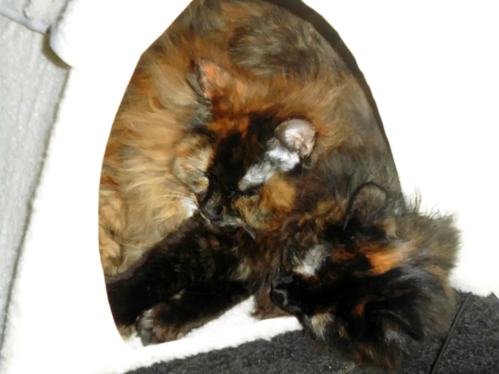 Image from Madame Lily aus Liliput von Keks