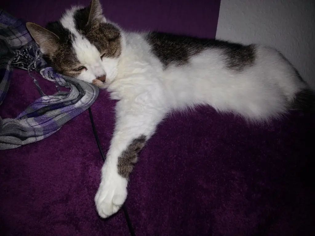 Image from Gismo
