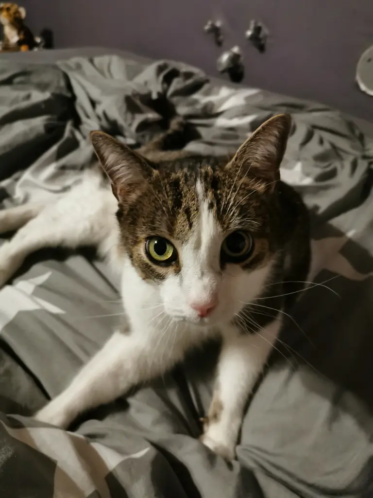 Image from Tiger