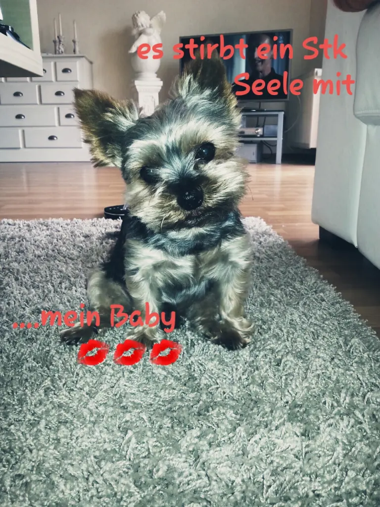Image from Pauli