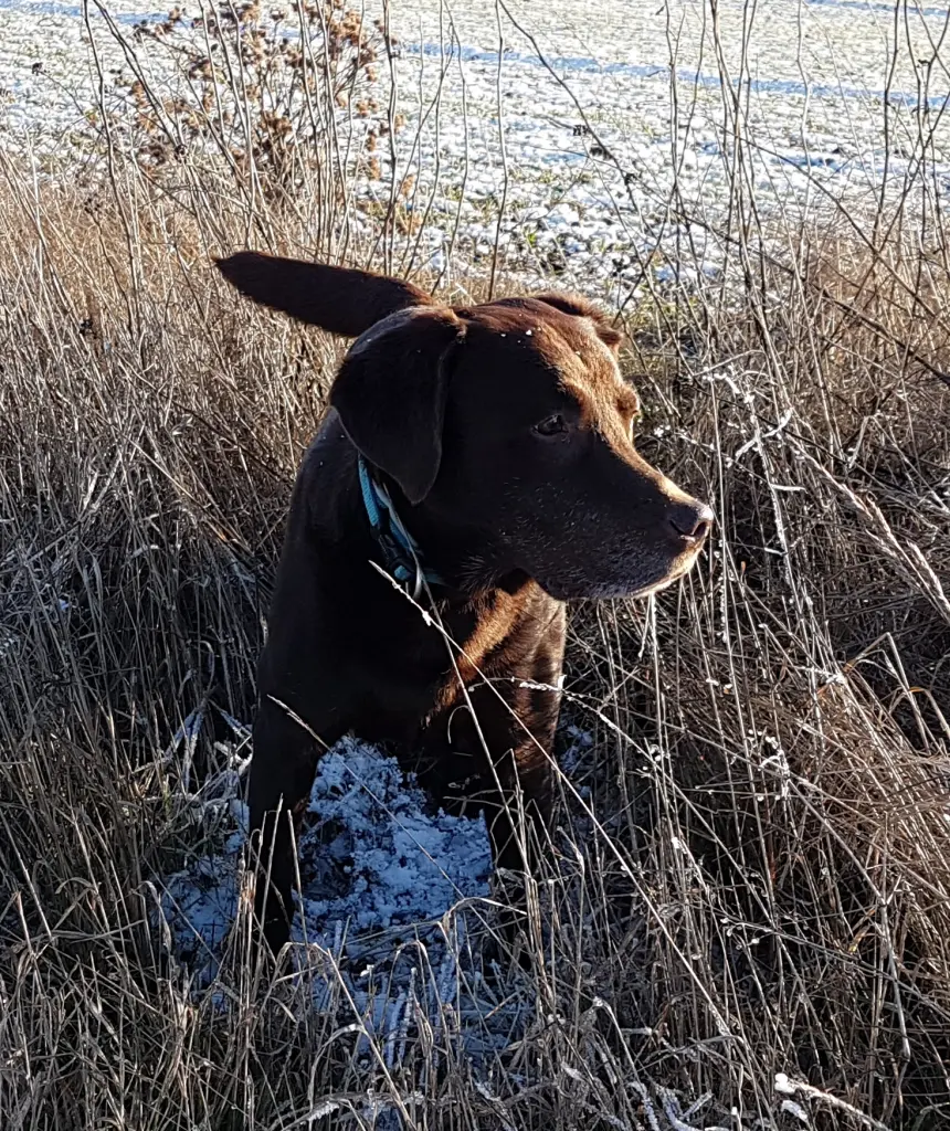 Andachtsbild von Unbekannt