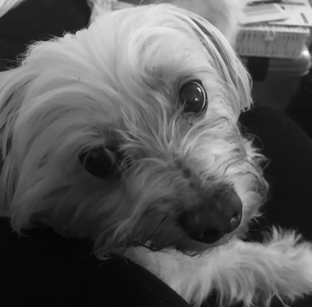 Image from Ice, mein Seelenhund