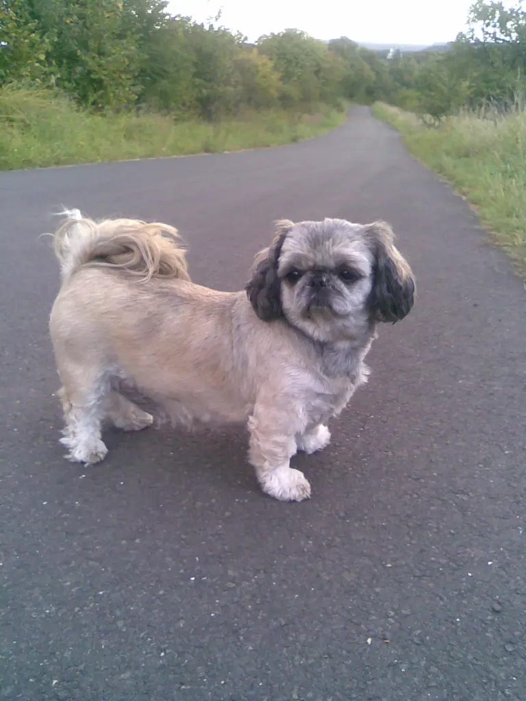 Image from Sissi