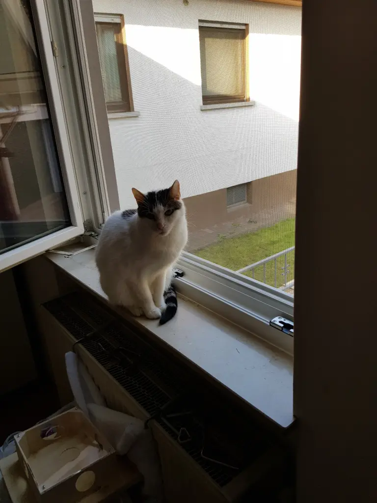 Image from Kati