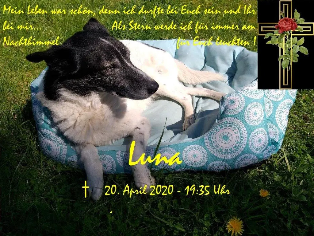 Image from Luna