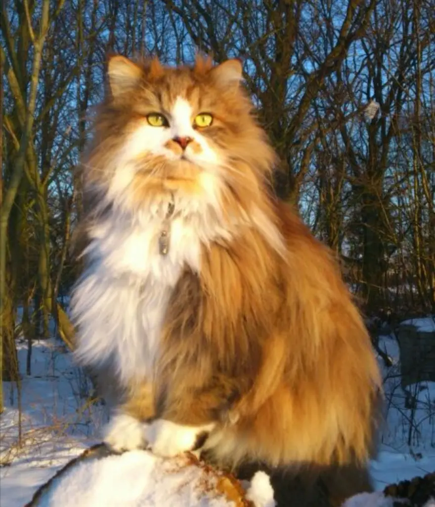 Image from Leo