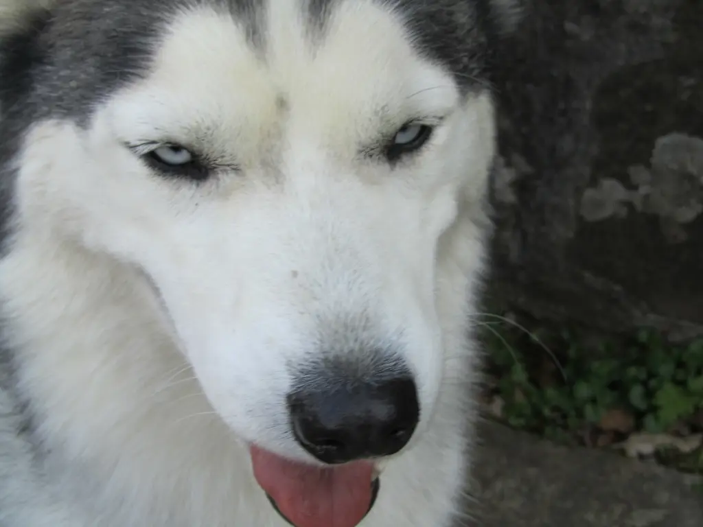 Image from Wolfi