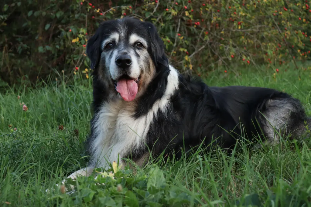 Andachtsbild von Maria