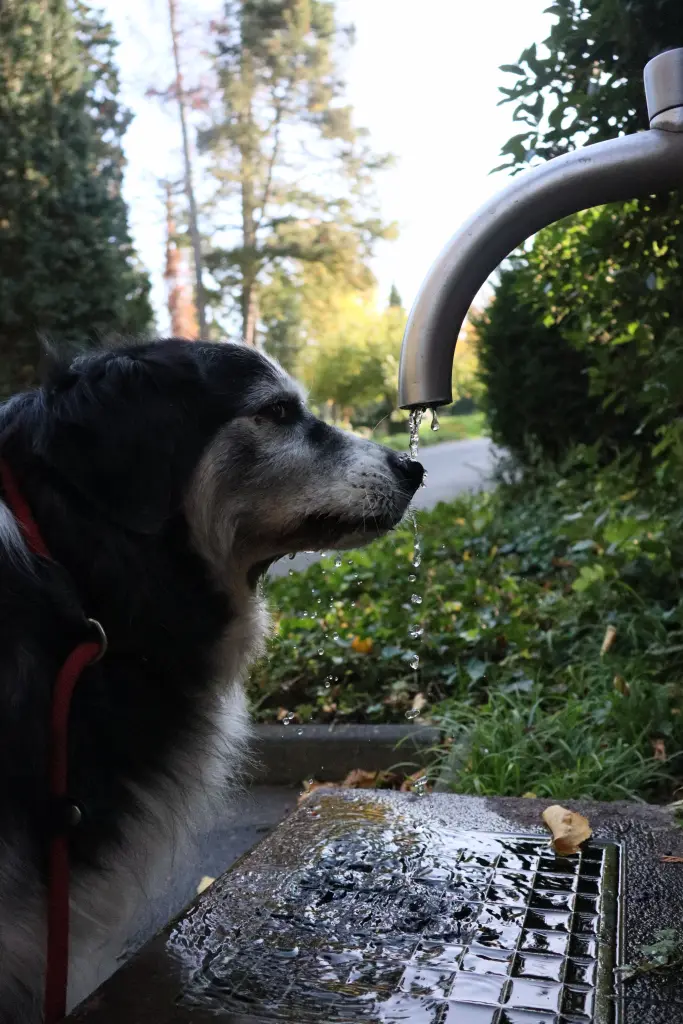 Andachtsbild von Maria