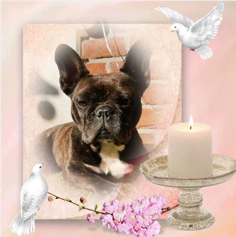 Image from Molly