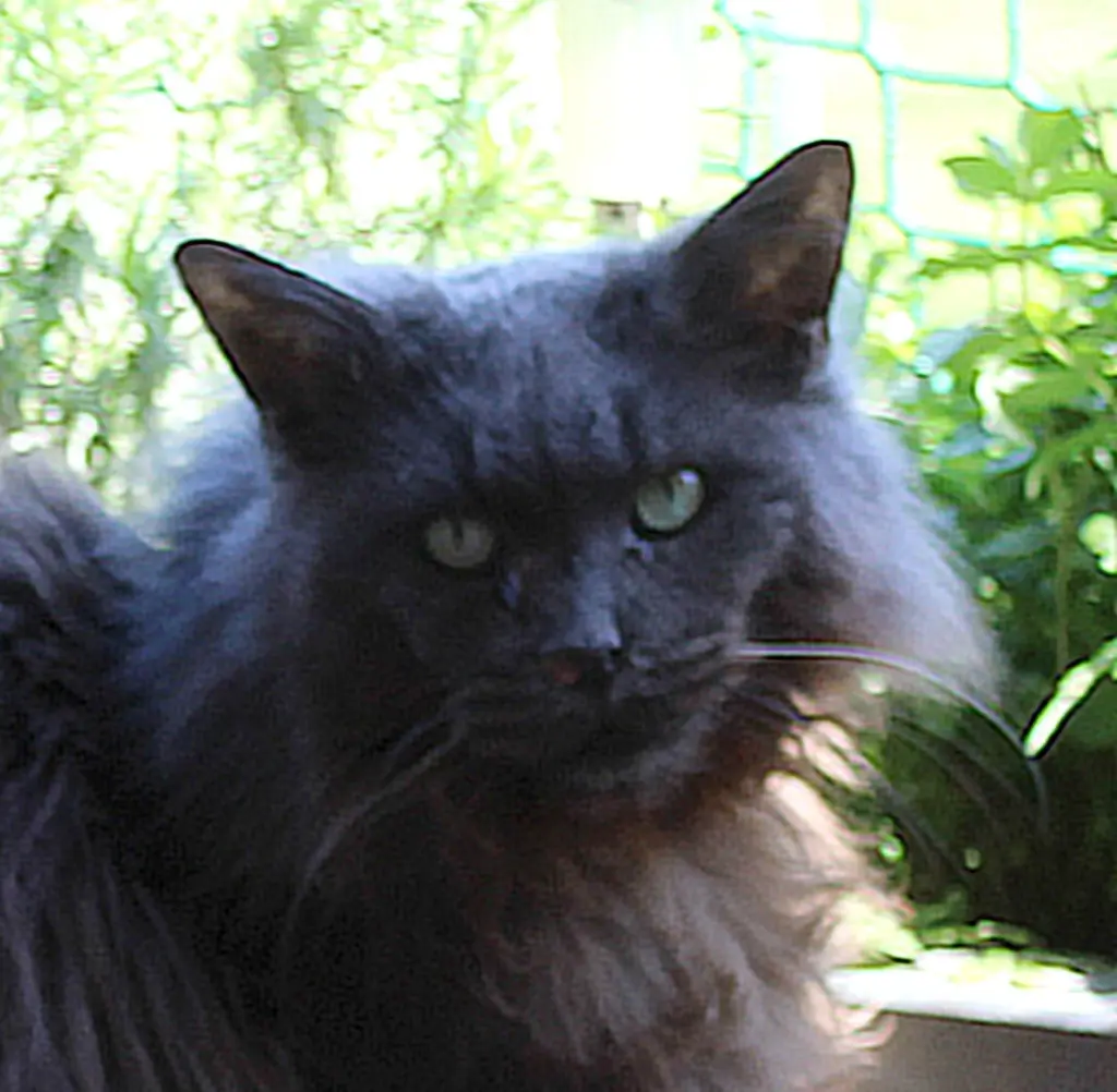 Image from Agnes