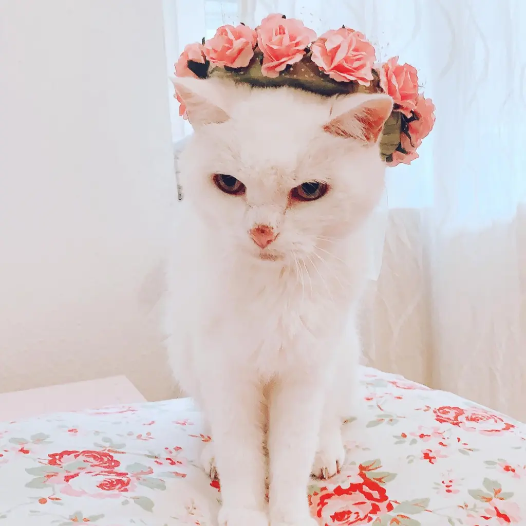 Image from Bebi