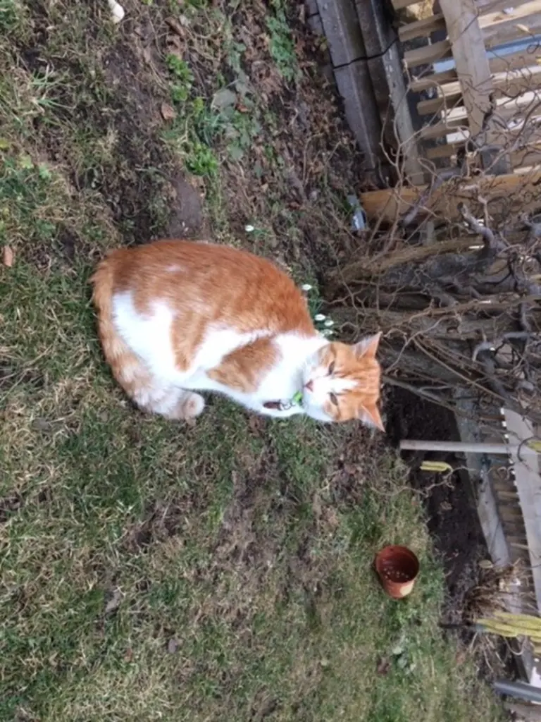 Image from Tiggi
