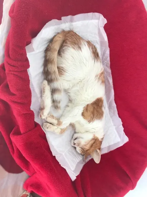 Image from Tiggi