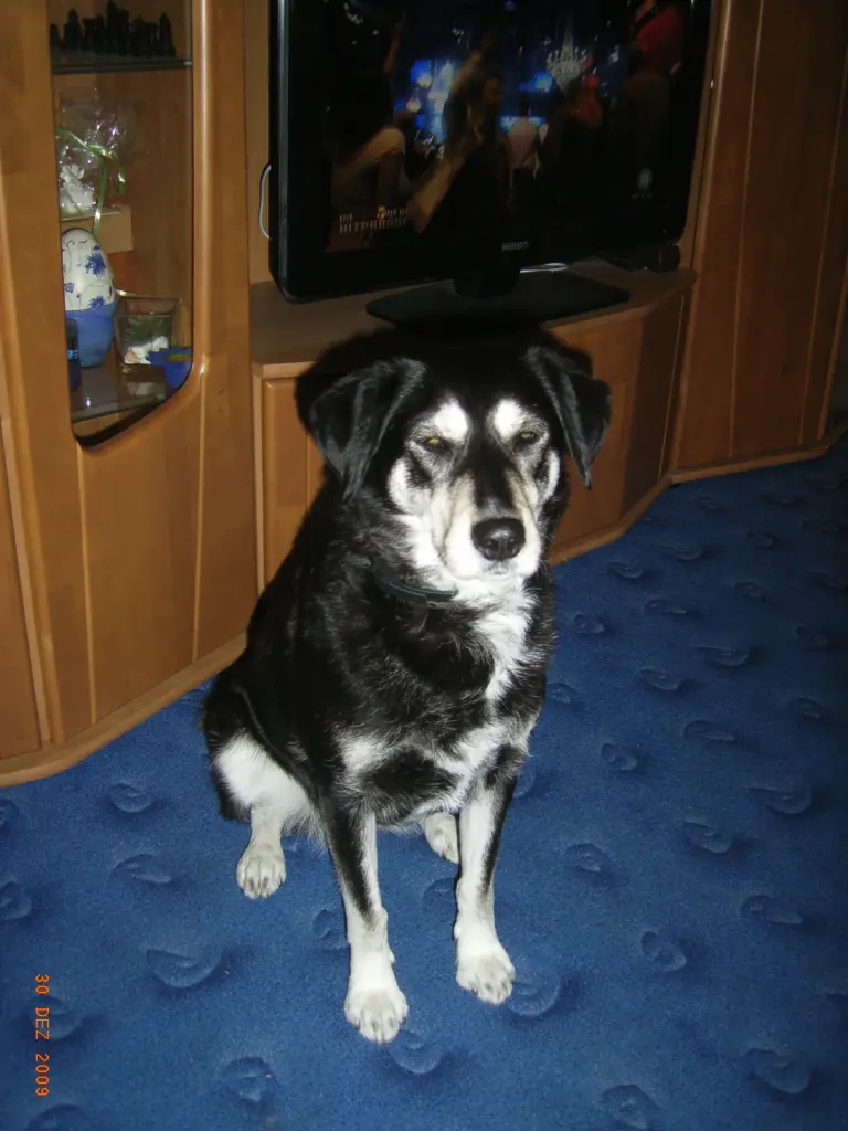 Image from Laika