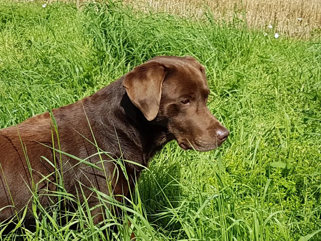 Andachtsbild von Silvana