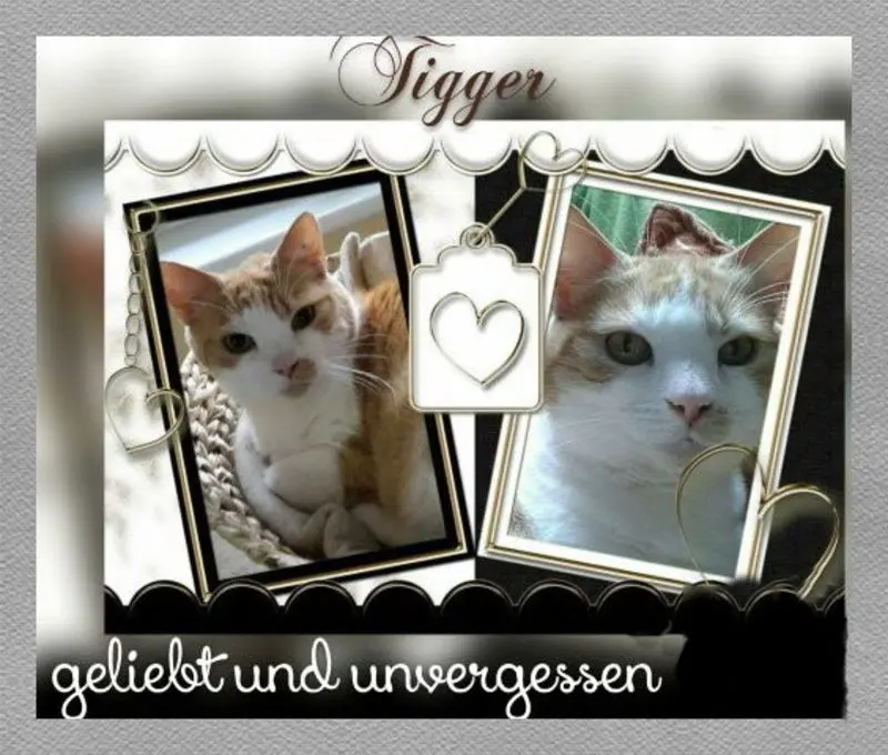 Image from Tigger
