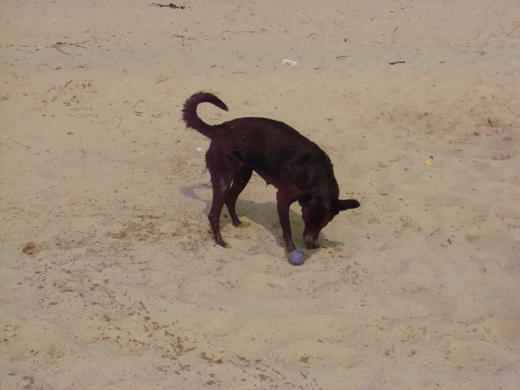 Image from Pola