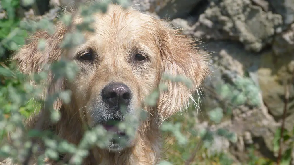 Image from Paula / Pupsi