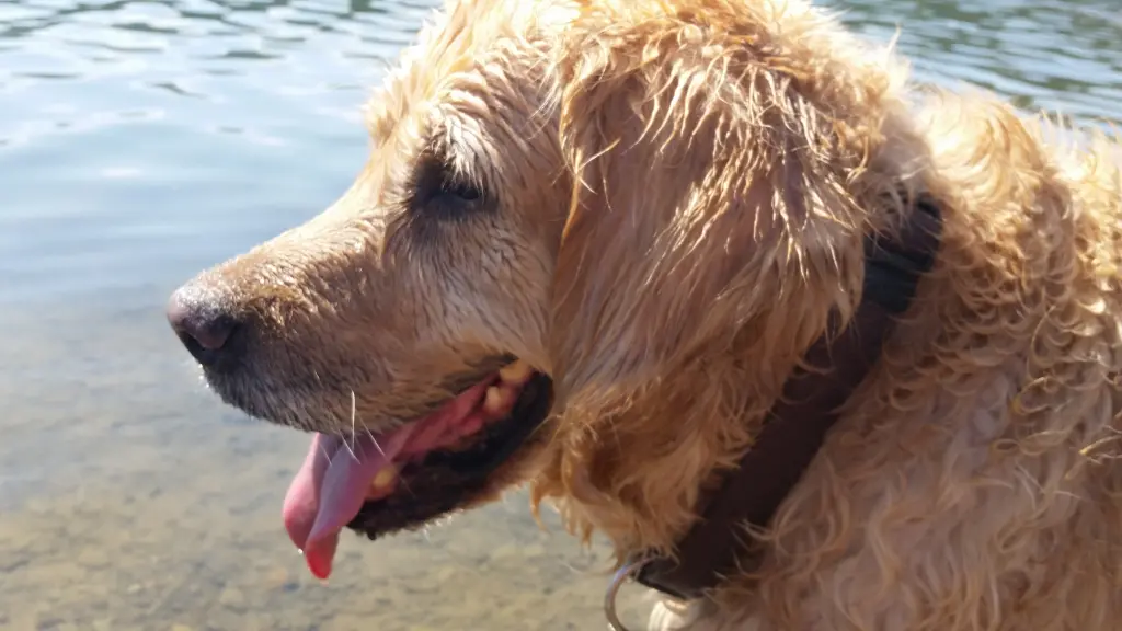 Image from Paula / Pupsi