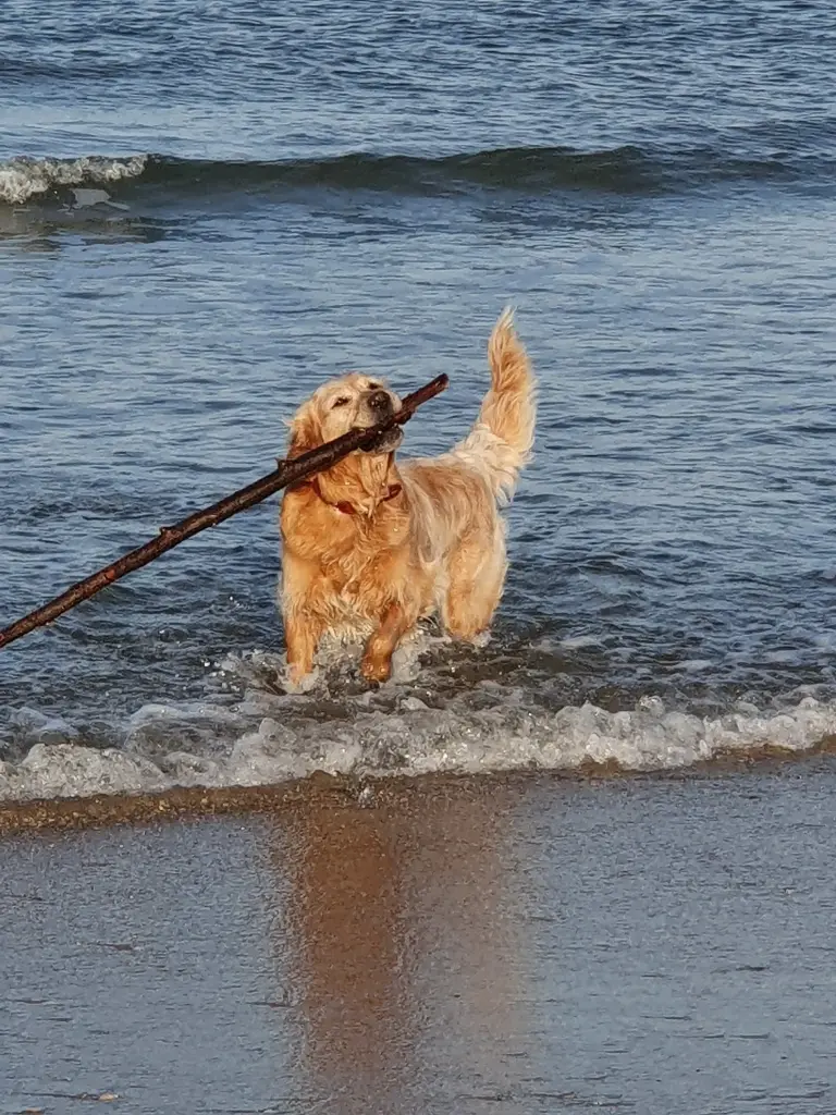 Image from Marley