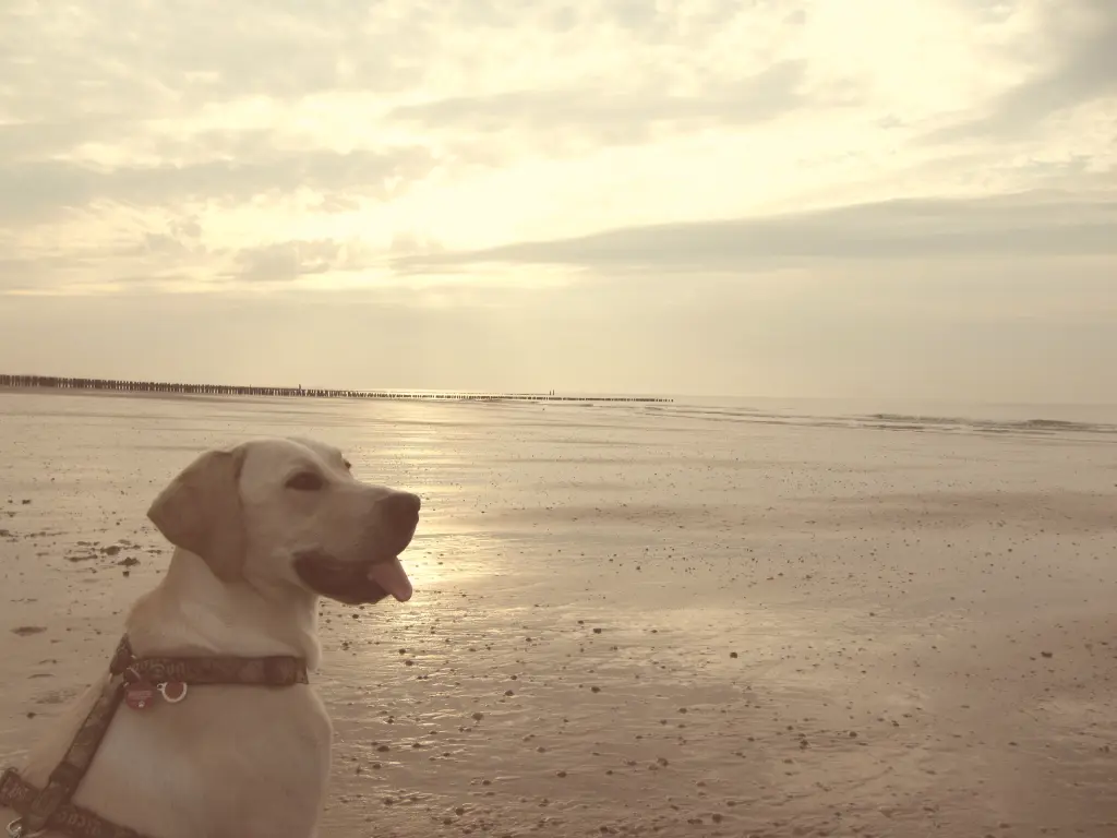 Andachtsbild von Andrea