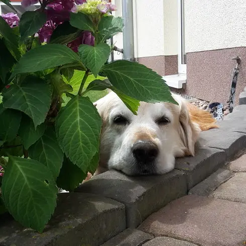 Andachtsbild von Anja mit Aros✝️05.01.2020