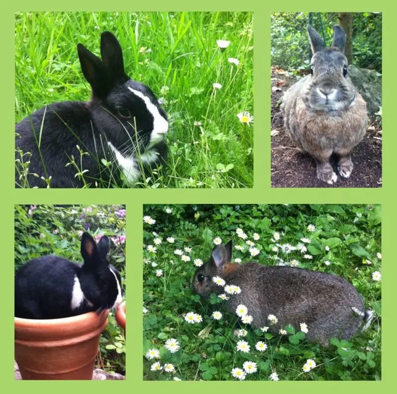 Andachtsbild von Eine Rose für Timmi