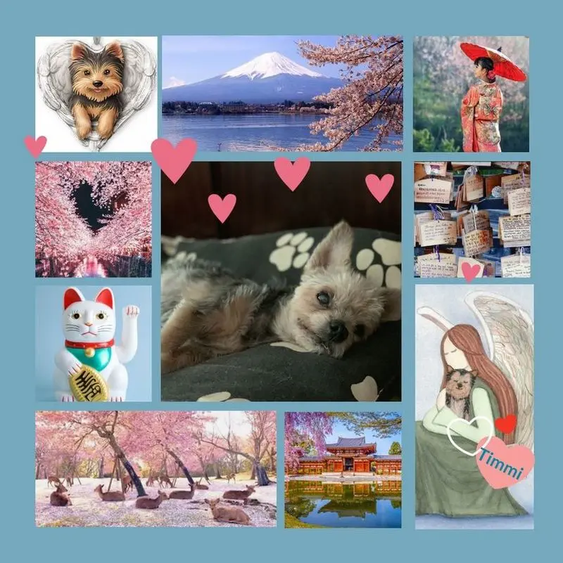 Andachtsbild von Rosen zum 1. Sternchentag für Timmi