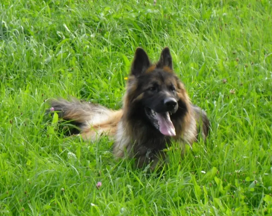 Condolence image of Birgit