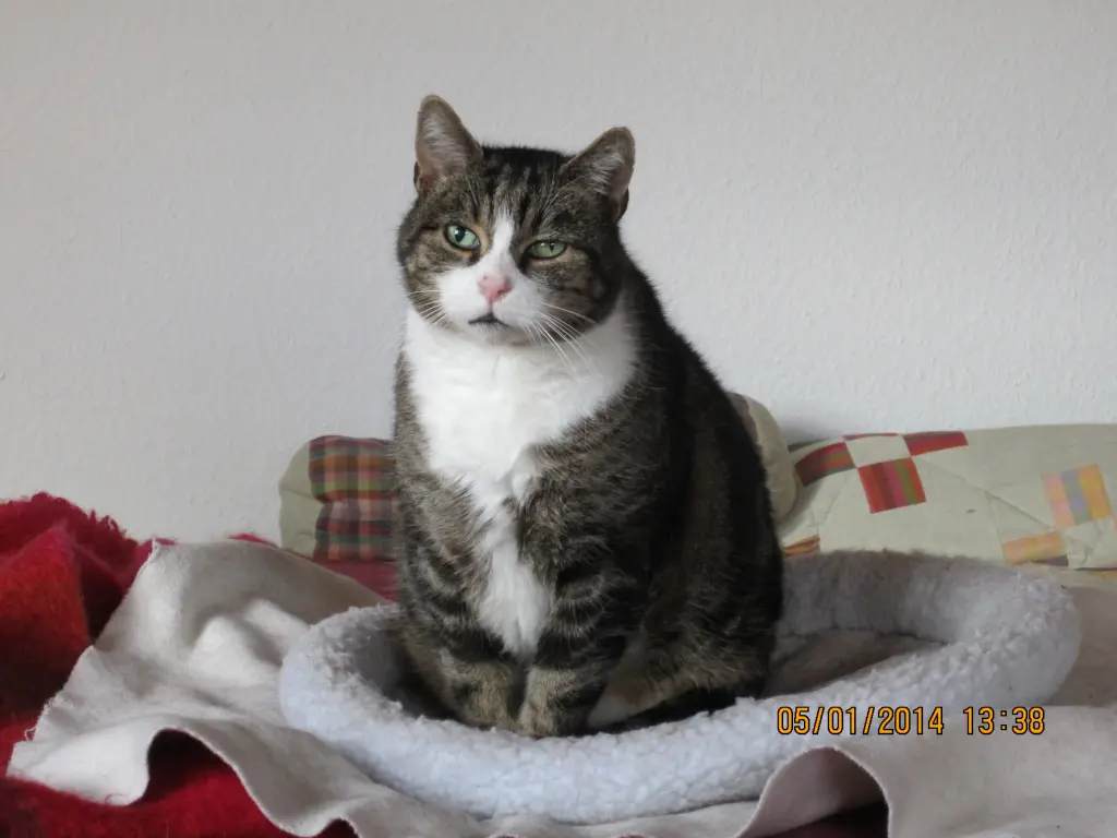 Image from Tomte