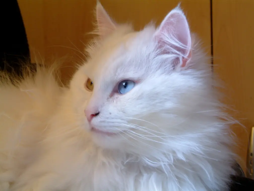 Andachtsbild von Christiane