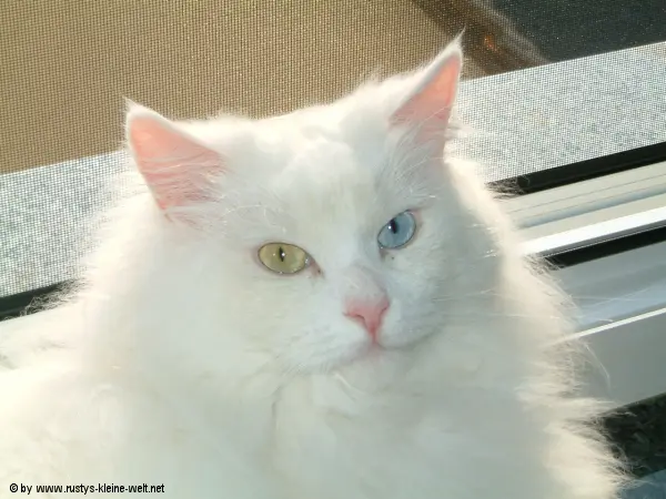 Bild von Rambo