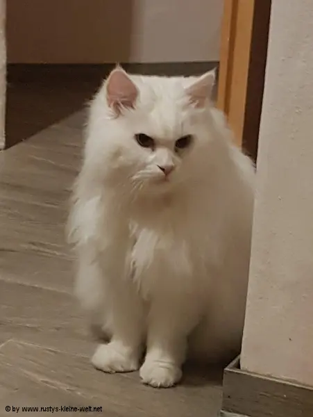 Bild von Rambo